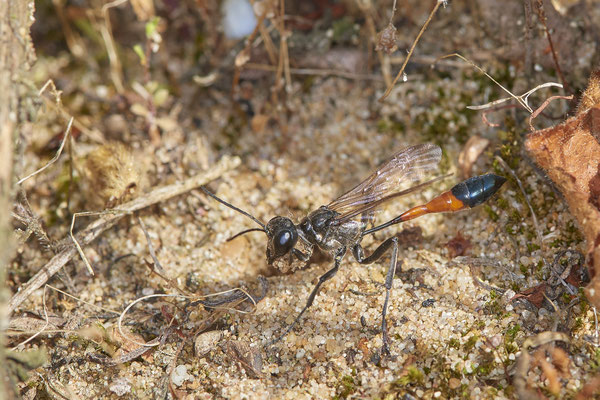 Nr.0860 - Ammophila sabulosa / Gemeine Sandwespe - beim graben der Brutröhre - OB LMB - 51°29`11.55" 6°53`53.48" - (27.06.2019)