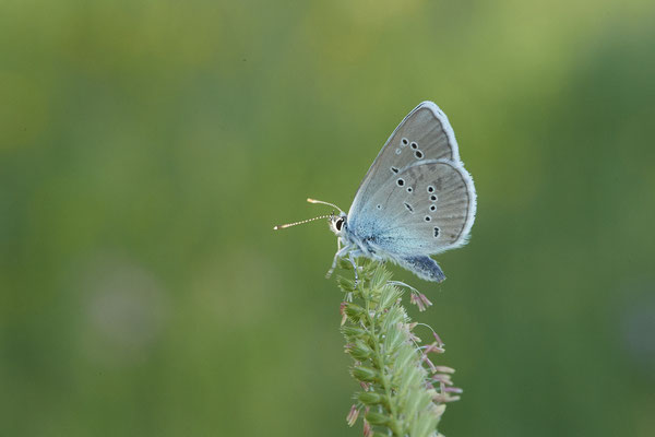 Rotklee-Bläuling - Vom 13.6. bis 20.6.2021 Urlaub im Allgäu