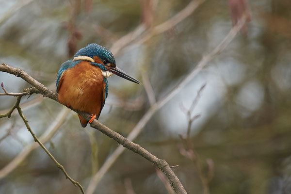 Eisvogel in den Mülheimer Ruhrauen - (01.02.2019)