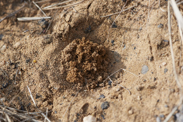 Nr. 02/05 - Bienenwolf beim Sandausschieben - Oberhausen Weiherstraße Waldteichgelände-2 (30.08.2018)