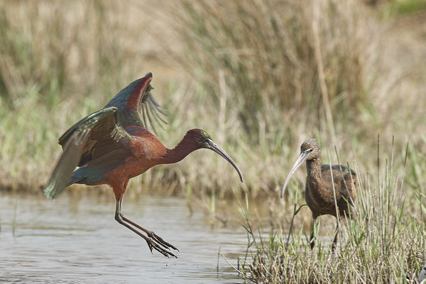 Brauner-Sichler ( Naturpark Albufera )