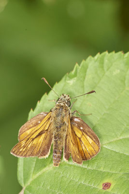 Rostfarbiger Dickkopffalter - Rückseite Flugplatz Schwarze Heide - (27.06.2022)