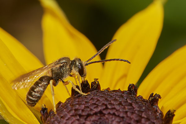 Nr.1045 - Halictus tumulorum / Gewöhnliche Goldfurchenbiene - OB im Garten - 51°31`49.60" 6°50`56.50" - (29.07.2019)