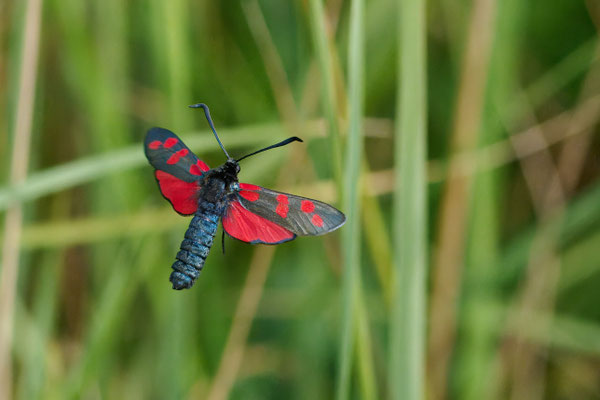 Sechsfleck-Widderchen