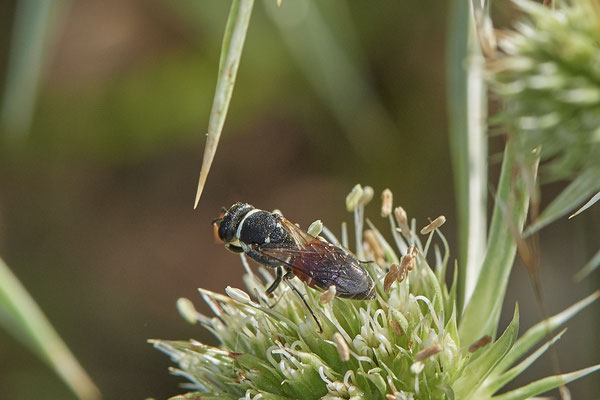 Hylaeus variegatus - Dinslaken Emschermündung - 51°33`56.26" 6°41`27.74" - (08.08.2020) - Rote Liste: Kategorie 3: Gefährdet