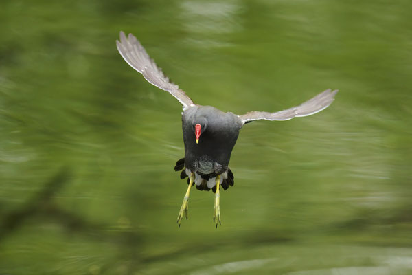 Teichhuhn