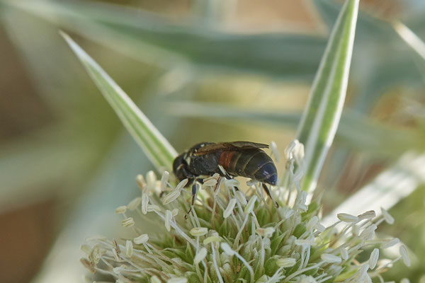 Hylaeus variegatus - Dinslaken Emschermündung - 51°33`56.26" 6°41`27.74" - (08.08.2020) - Rote Liste: Kategorie 3: Gefährdet