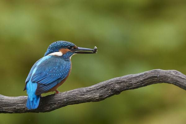 Eisvogel - Holland - (25.09.2020)