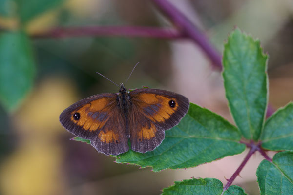 Rostbraunes Ochsenauge