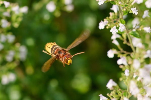 Europäische Hornisse - Garten