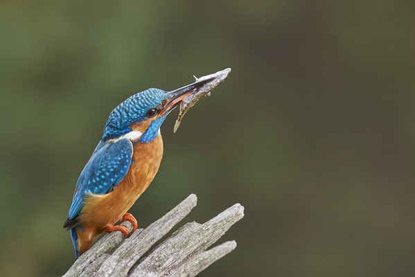 Eisvogel