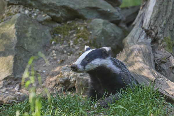 Europäischer Dachs - 2ter Tag im Biotopwildpark Anholter Schweiz - (22.09.2020)
