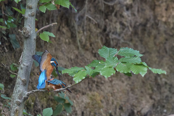 Eisvogel - Kopula - Serie von 7 Fotos - (19.05.2020) Leider nicht knackscharf wegen zu großer Entfernung
