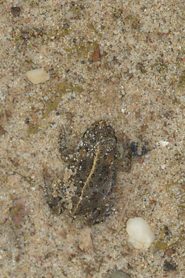 Nr.0853 - Kreuzkröte - ca 3 cm - lief im Gelände - OB LMB - 51°29`11.55" 6°53`53.48" - (27.06.2019)