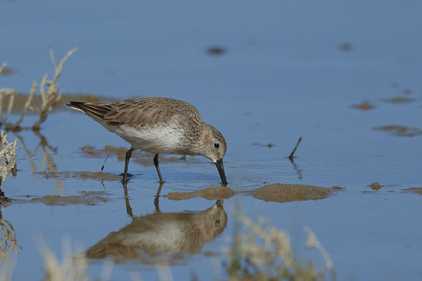 Alpenstrandläufer ( Naturpark Albufera )