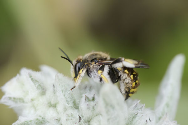 Anthidium manicatum