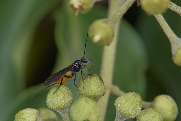 Nr. 04/14 - Brackwespe (Braconidae) ? Oberhausen-Schmachtendorf Hiesfelderstraße 22.09.2018