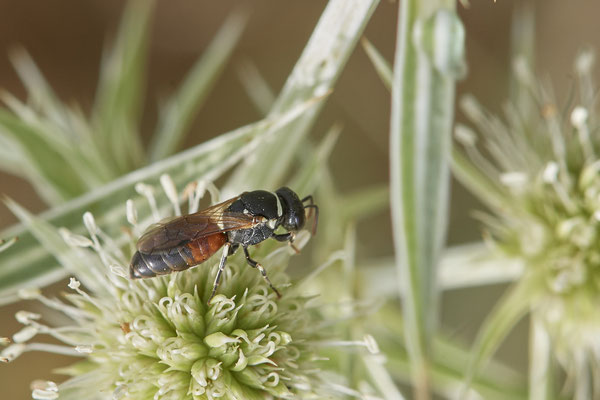 Hylaeus variegatus - Dinslaken Emschermündung - 51°33`56.26" 6°41`27.74" - (13.08.2020) - Rote Liste: Kategorie 3: Gefährdet