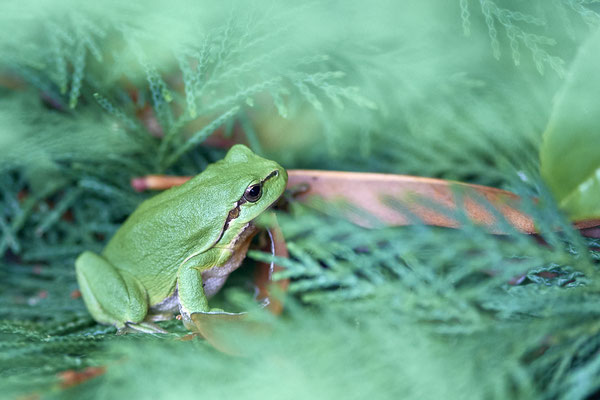 Laubfrosch