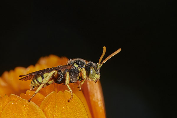 Nr.1002 - Nomada fucata / Gewöhnliche Wespenbiene - Geestland Am Ochsenturm - 53°36`53.27" 8°31`02.53" - (23.07.2019)