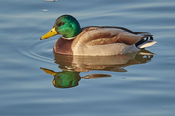Stockente