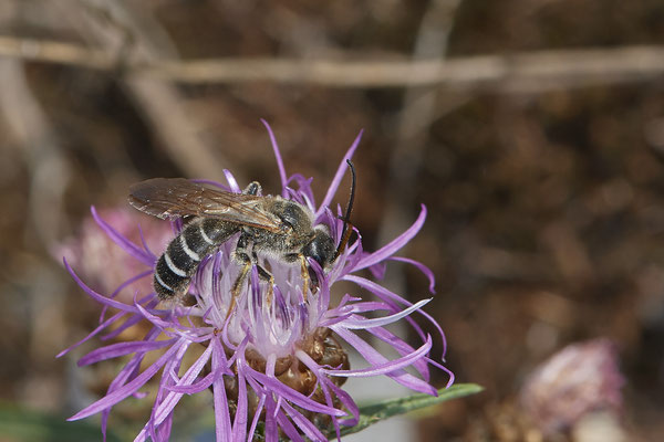 Halictus quadricinctus - Dinslaken Emschermündung - 51°33`43.69" 6°41`30.67" - (12.08.2020) - Rote Liste: Kategorie 3: Gefährdet