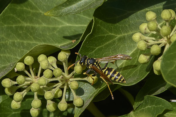 Nr.08/29 - Gallische Feldwespe (Polistes dominula) - OB-Weiherstr. 116 (03.10.2018)