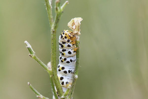 Braunwurz-Mönch - Hünxe - (25.06.2022)