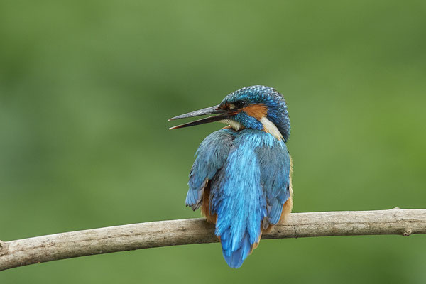 Eisvogel - und das gleiche nochmal Rückenseite - (22.05.2020)