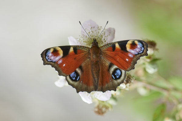 Tagpfauenauge - Garten - (14.08.2022)