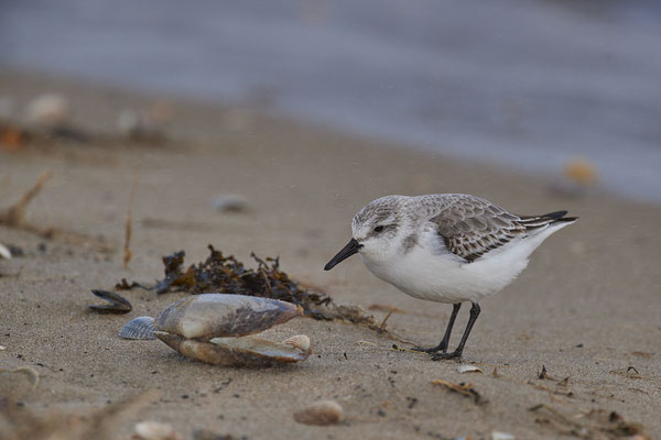 Sanderling