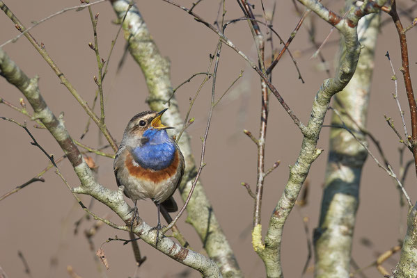 Blaukehlchen