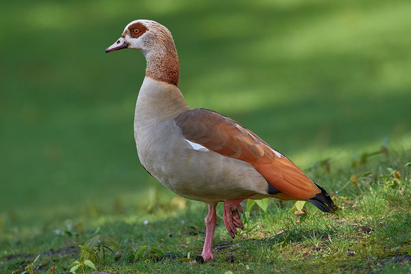 Nilgans