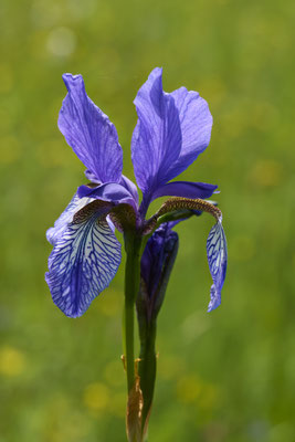 Sibirische Schwerlilie