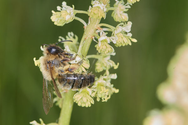 Nr.0501 - Andrena nigroaenea / Erzfarbene Sandbiene - OB Neue Mitte 2 - 51°29`18.27" 6°53`39.83" - (09.05.2019)