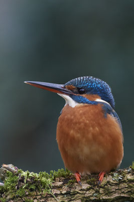 Eisvogelweibchen im Garten - (14.11.2019)