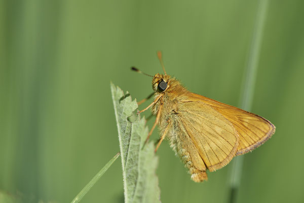Rostfarbiger Dickkopffalter - Vom 13.6. bis 20.6.2021 Urlaub im Allgäu