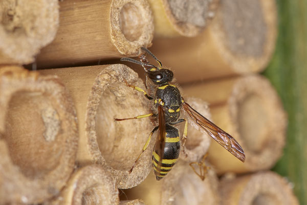 Ancistrocerus nigricornis / Lehmwespe - Garten - (08.06.2021) - Einen herzlichen Dank an B. Jacobi für die Bestimmungshilfen und  die vielen Infos dazu.
