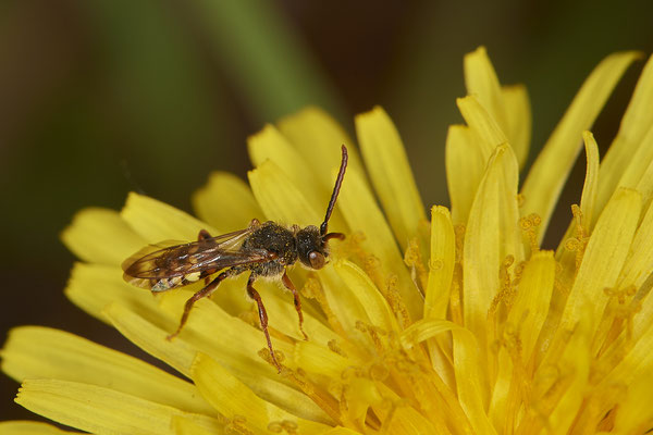 Nomada ruficornis m - Bottrop - Heidhofsee, Zum Kletterpoth - 51°36`08.24" 6°52`17.69" - (08.05.2021)