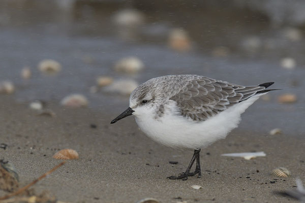Sanderling