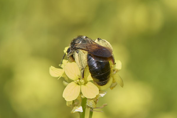 Nr.0726 - Andrena nigrospina w - OB Neue Mitte 2 - 51°29`13.68" 6°53`13.28" - (16.06.2019)