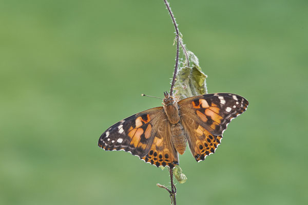 Distelfalter