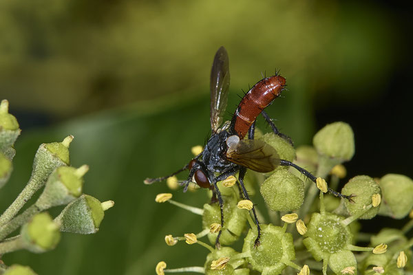 Nr.08/11 - Raupenfliege (Cylindromyia bicolor) - OB-Weiherstr. 116 (03.10.2018)