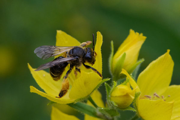 Macropis fulvipes - Garten