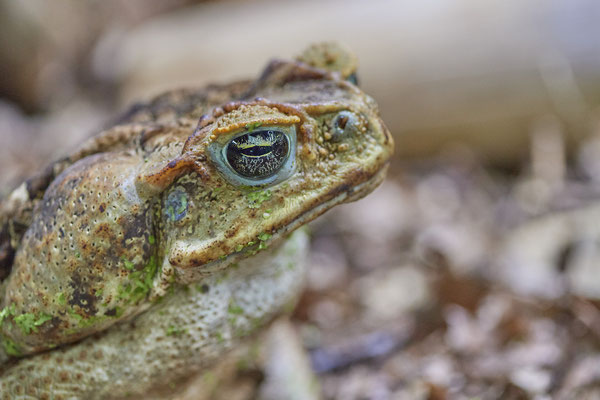 Aga-Kröte - Besuch mit der Fotogruppe Nabu Herne im Terrazoo - (03.08.2019)