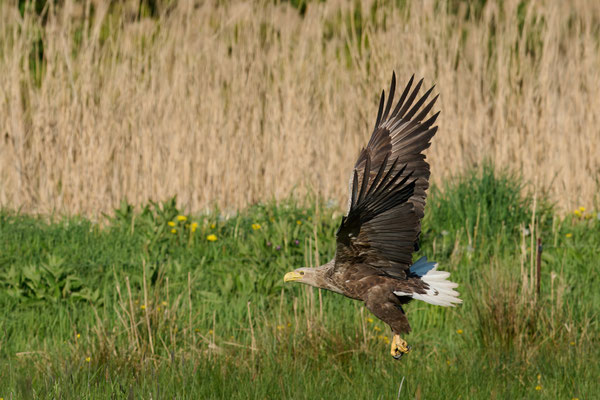 Seeadler