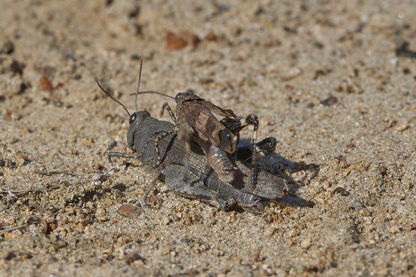 Nr.12/27 - Blauflügelige Ödlandschrecke (Oedipoda caerulescens) - Kopula - OB Läppkes Mühlenbach (10.10.2018)