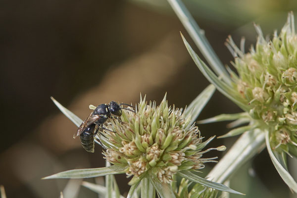 Hylaeus sp. - Dinslaken Emschermündung - 51°33`56.26" 6°41`27.74" - (08.08.2020)