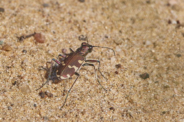 Nr.13/05 - Cicindela hybrida (Dünen-Sandlaufkäfer) - OB Läppkes Mühlenbach (11.10.2018)