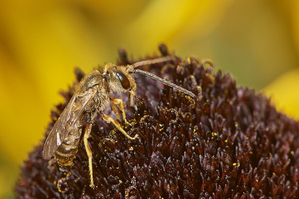 Nr.1051 - Halictus subauratus / Dichtpunktierte Goldfurchenbiene - OB im Garten - 51°31`49.60" 6°50`56.50" - (29.07.2019)